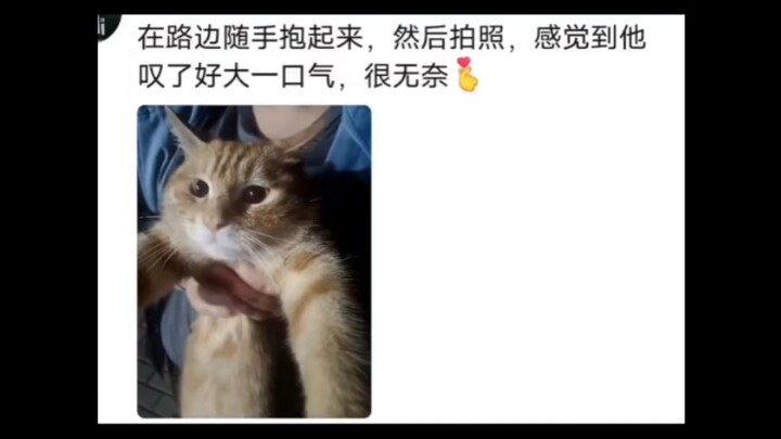 😆校园里的猫猫对大学生的信任度有多大？