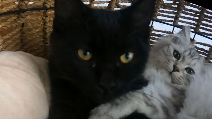 Trời lạnh rồi, đến mèo cũng biết nằm cạnh nhau để sưởi ấm.