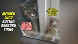 GEMES BANGET!! Si Tikus Bersembunyi Di Balik Jendela, Saat Si Kucing Mencoba Memangsanya!