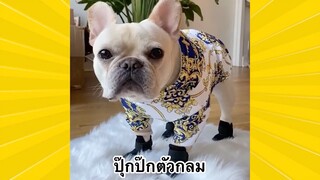 สัตว์เลี้ยงพื่อนขนปุย : เจ้าปุ๊กปิ๊กตัวกลม