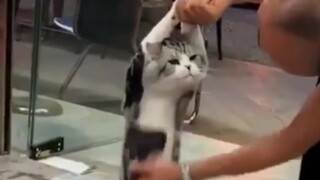 Meow: Stop filming, come and save me