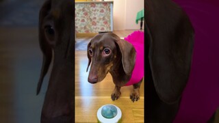 ЧАПИ НАША ВОЛШЕБНИЦА!😁💕🥰