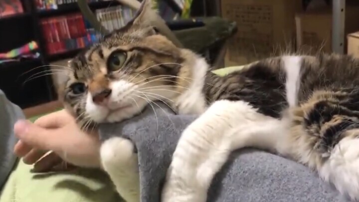 Little kitties shouldn’t be treated unfairly!