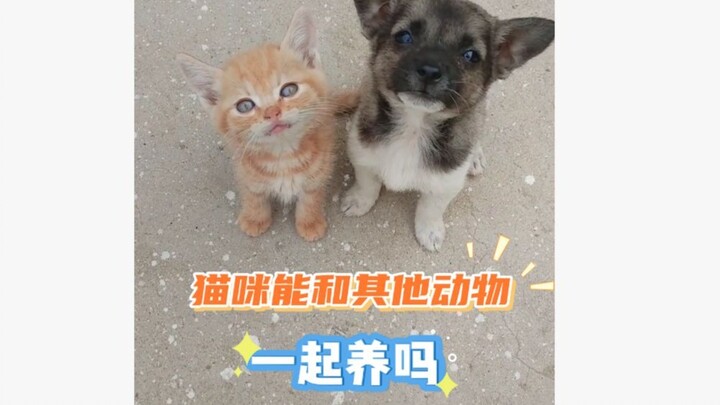 แมวสามารถเลี้ยงร่วมกับสัตว์ชนิดอื่นได้หรือไม่
