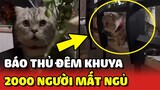 Chú mèo BÁO THỦ lúc NỬA ĐÊM khiến 2000 cư dân ĐỨNG NGỒI KHÔNG YÊN 😂 | Yêu Lu