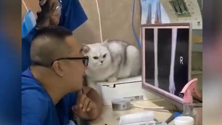 แมว: คุณหมอ อาการของผมมันร้ายแรงแค่ไหนกันแน่?