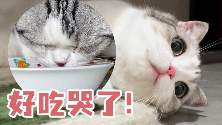 Cho mèo ăn đồ hộp, cô ấy vui đến phát khóc!