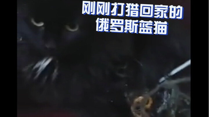 Russian Blue Cat Just Back Home from Hunting