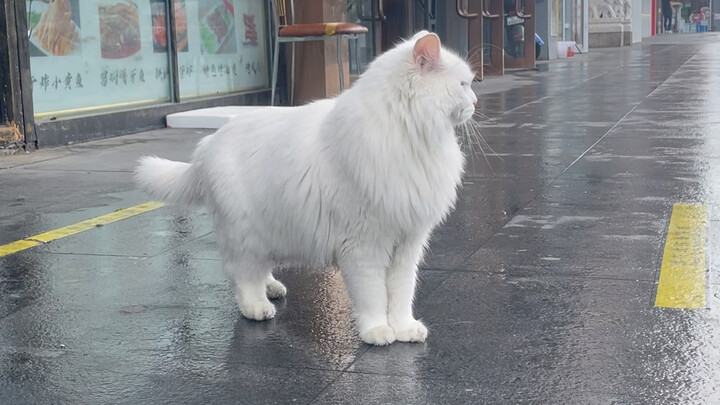 A Walk in the Rain