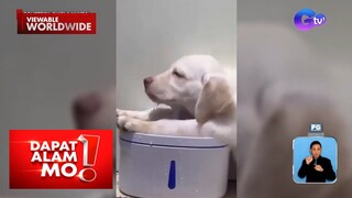 Aso, naging tambayan ang water dispenser dahil sa sobrang init | Dapat Alam Mo!