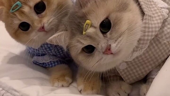 看起来都不太聪明的样子