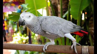 Talking Parrot - การรวบรวมนกแก้วที่ตลกและน่ารักที่สุด