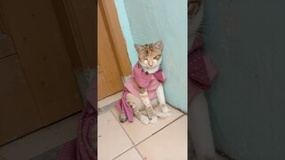 lihat monyet jatuh #shorts #kucinglucu #kucinggemoy #comedy #funny #kucing