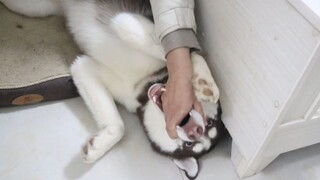 Vuốt ve Husky: Đàn ông và phụ nữ