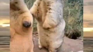 jadi pengen melihara😍