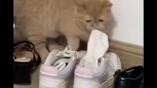 猫猫:芜湖，拿臭袜子去男生寝室换小鱼干了