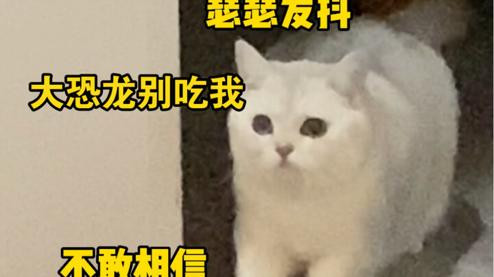 Kucing suka lari keluar? Cukup pakai trik ini, langsung ampuh!