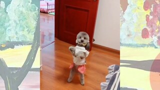 CUTE PET #น่ารัก&ตลก #5555+