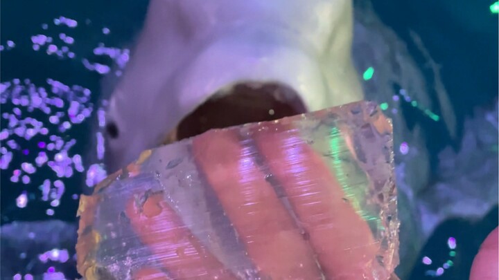 How Cute Is It When a Beluga Eats Fish