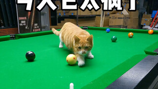 Little Orange is too naughty today