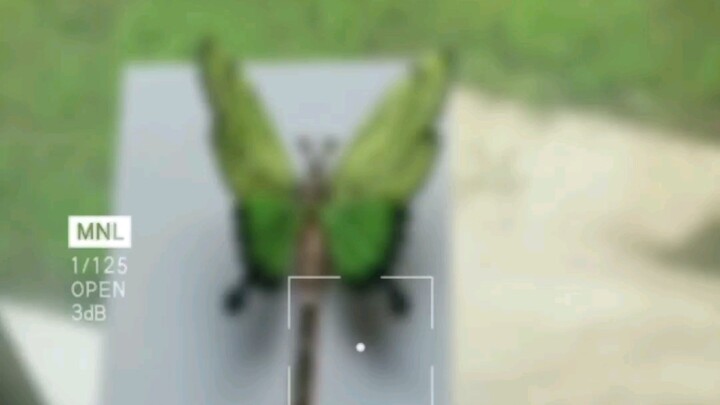 Replicated Flower-Wrapped Butterfly