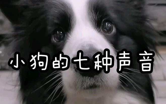 Kamu sudah pernah dengar berapa jenis suara anak anjing?