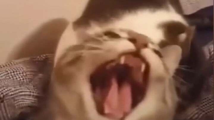 The sacred flame shines brightly, the sacred flame glows radiantly. All my disciples: meow, meow, me