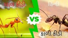 લાલ કીડી Vs કાળી કીડી પિક્ચર