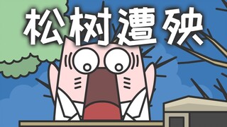 สุดท้ายแล้วผู้โชคร้ายก็คือต้นสน