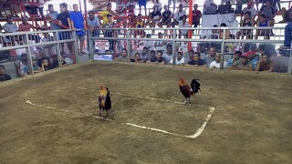 Win Second Fight at Maharlika cockpit arena ibaan