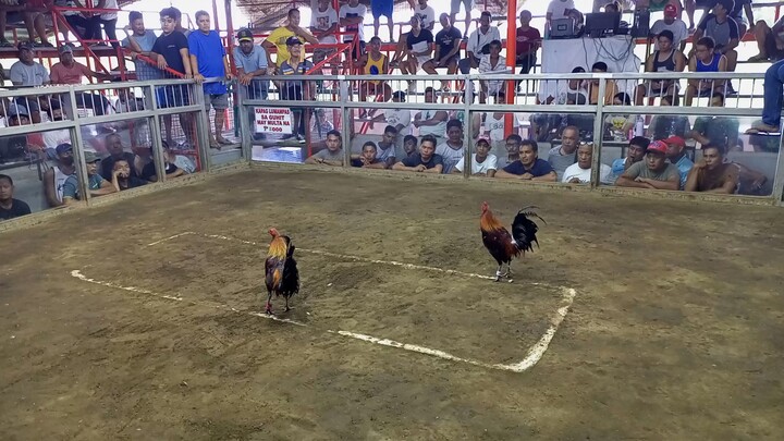 Win Second Fight at Maharlika cockpit arena ibaan