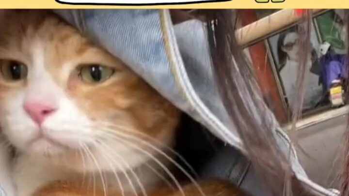 The kitty is crying from委屈.