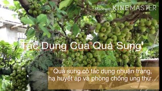 Hướng Dẫn Cách Làm Món Sung Muối Tương Lạ Miệng Thơm Ngon/ Tác dụng của quả sung