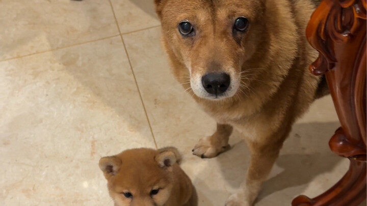 لم أكن أتوقع أن تشايتشاي سيصبح عنيدًا إلى هذا الحد، لكن اتضح أن تشوانغتشوانغ هو السبب وراء ذلك!