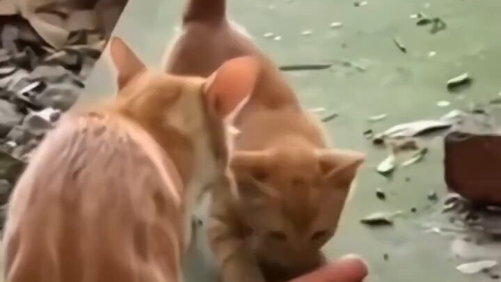 The Greatness of Motherly Love