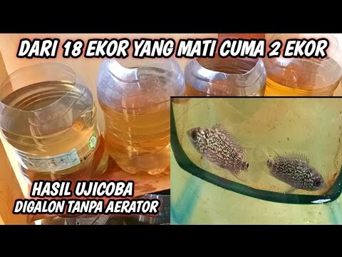 Begini Hasilnya Louhan Digalon Tanpa Aerator Selama 30 Hari..