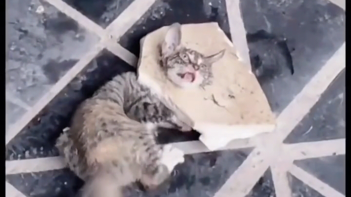 Cứu chú mèo Hakimi khỏi hòn đá khổng lồ trên cổ