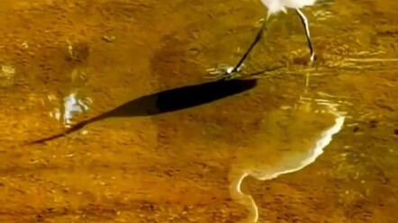 Hình bóng của chim hạc trắng hiện lên trong nước cùng với bóng phản chiếu, cư dân mạng liền “hiểu ng