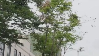 แฝดน้อยตามหาพ่อ