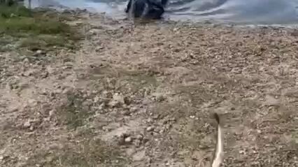 lebih gede lebih enak tau 😂