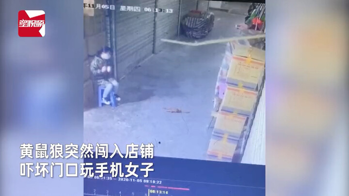 女子玩手机一抬头与黄鼠狼四目相对 监控拍下不可思议一幕