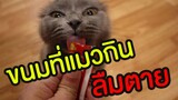 ขนมที่แมวกินลืมตาย !! : Chubby Cat