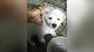 Bo hơi buồn. Huhu. cunyeucuadua yeucho yeuchomeo cún cúncon chó chómèo chócon chókhôn yeuchomeo chócute pet dog dogsoftiktok doggo