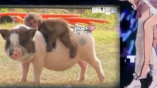 [Another & Li An] 🐵Riding🐷Real-time motion capture footage🤣Exactly the same🤣