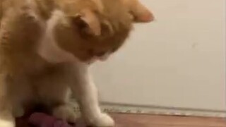 Tiết kiệm chút v! Tôi đã nhận được một "đồ chơi nhỏ"...