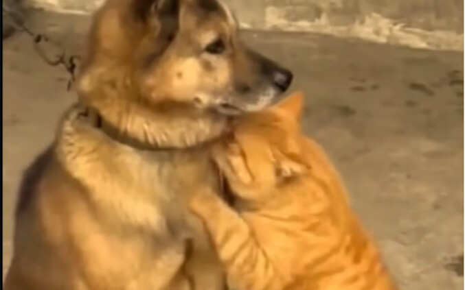 Cat: You glance down at me—no way your eyes are empty.