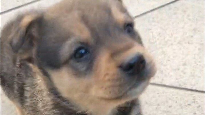 Anak anjing yang baru berusia sebulan diseret oleh induknya kembali ke sarang! Sungguh mirip dirimu 