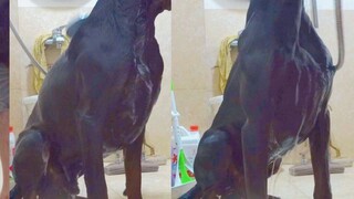 【Iron Pillar】Sexy Doberman—Wet and Seductive! A middle-aged male dog gets secretly filmed the entire