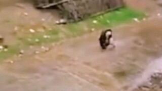 滚下来是常事，滚上来是本事