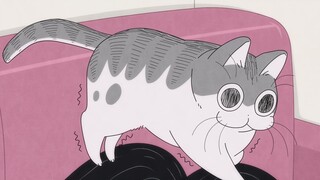 喵喵夜未眠44 趴在奇特位置的猫猫